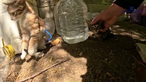 For the first time, a scared wild kitten shows trust to a person.