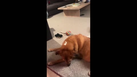 Older Dog Adorably Fails To Catch Whip Cream In Its Mouth