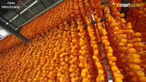Japan Dried Persimmon Processing