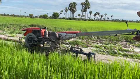 Tractor Plowed Rice Discard