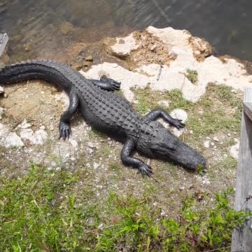 "Alligator City" between Naples and Miami