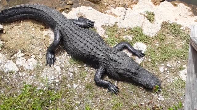 "Alligator City" between Naples and Miami