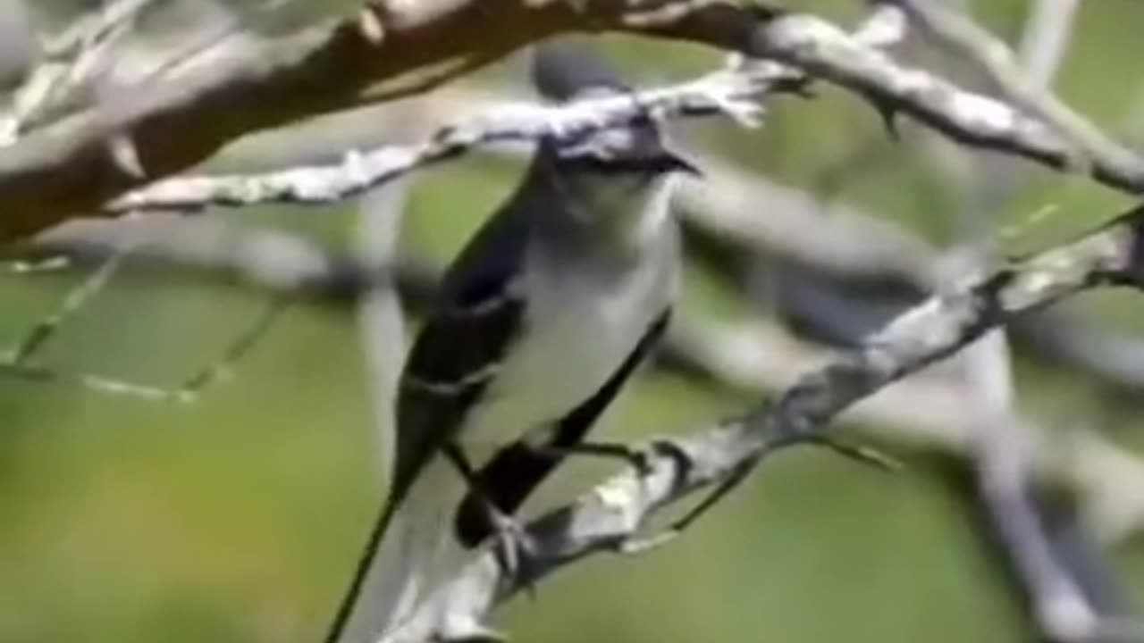 Is that a mocking bird?