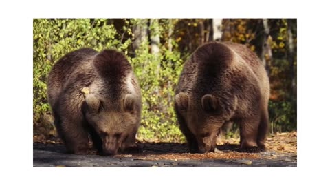 Feeding bears