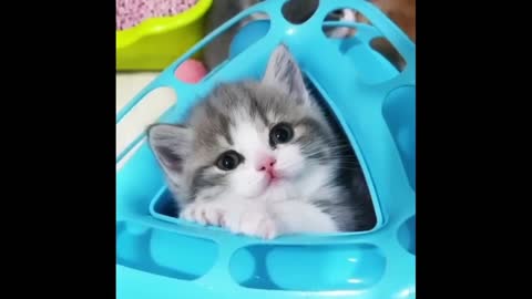 very cute cat