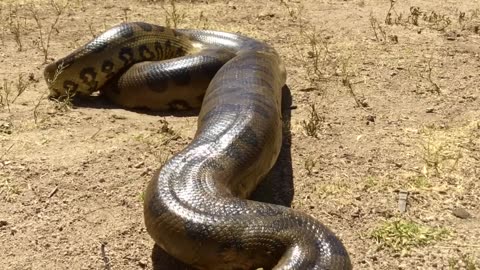 Snake preying