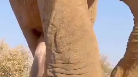 Big tuskar 😱😱