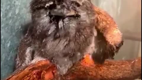 Do you recognize what kind of bird this is?