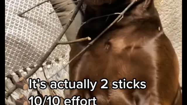 What size stick did Moose bring in the house