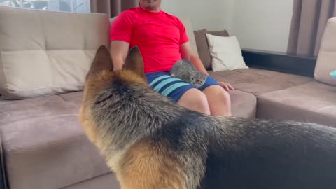 How a German Shepherd and a Kitten Became Friends-16
