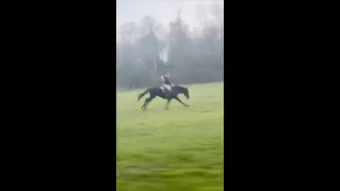 You Would Want a Horse after Finishing this Video - Funny and Cute Horse Videos