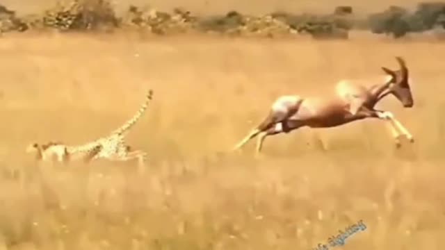 Lion trying to catch a deer