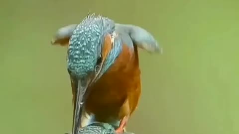 Beautiful birds