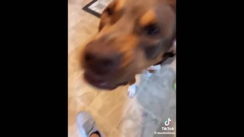 Funniest Animals Videos 2023 😹 Try Not To Laugh Funny Dogs And Cat 😁