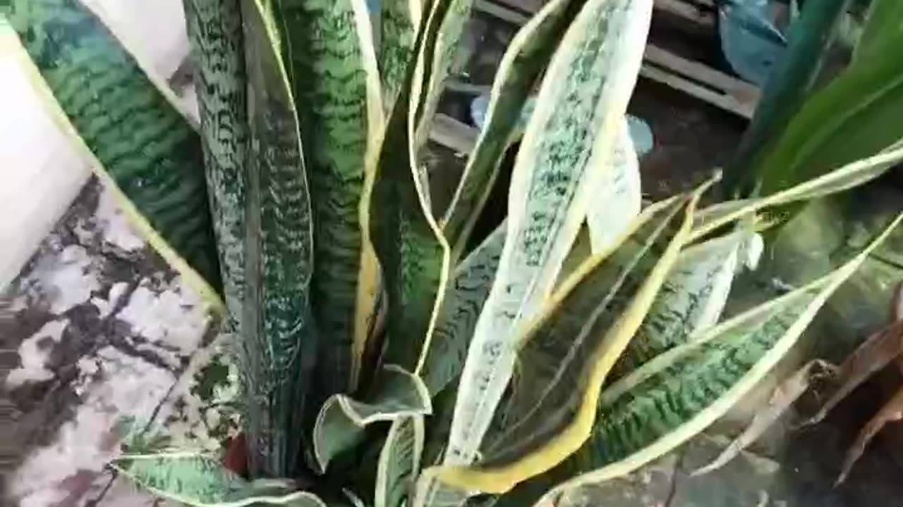 Snake plant species of snake plant