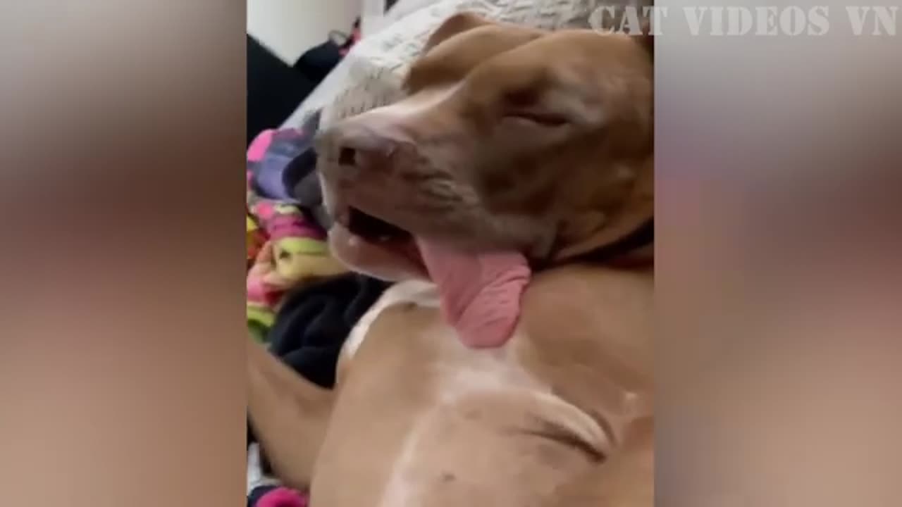 Best funny dog's and cat video