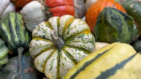 Pumpkin Harvest 2022