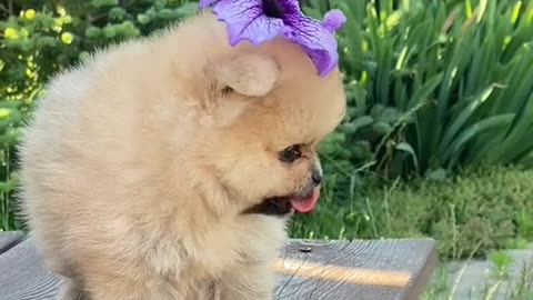 Very cute funny dog