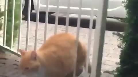 this cat is very chubby