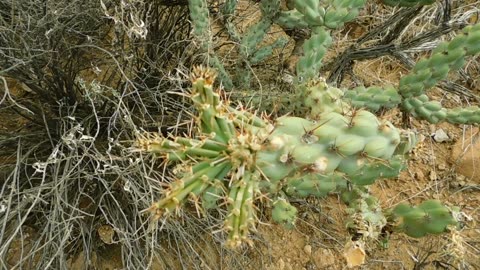 Hard Knock Life For This Desert Cholla