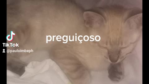 Gato preguiçoso