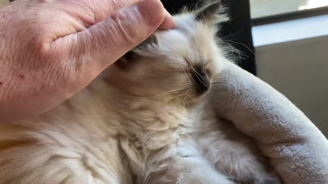 Seal point ragdoll kitten (Shadow) sleepy purring