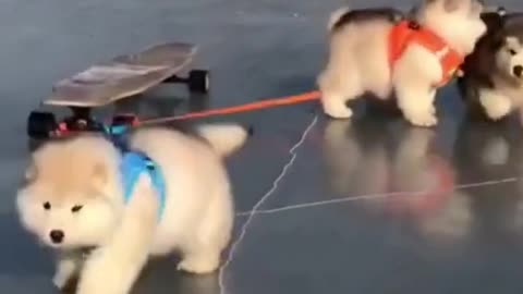 cute puppies dogs baby dogs