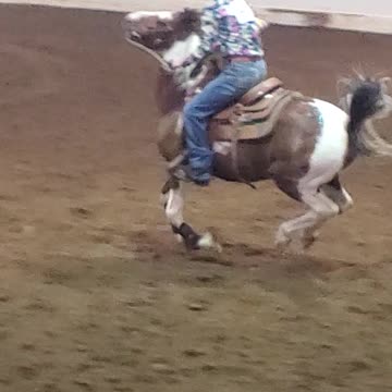 Marion County Fair Racing Horses