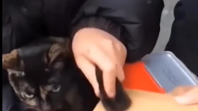 FUNNY VIDEO