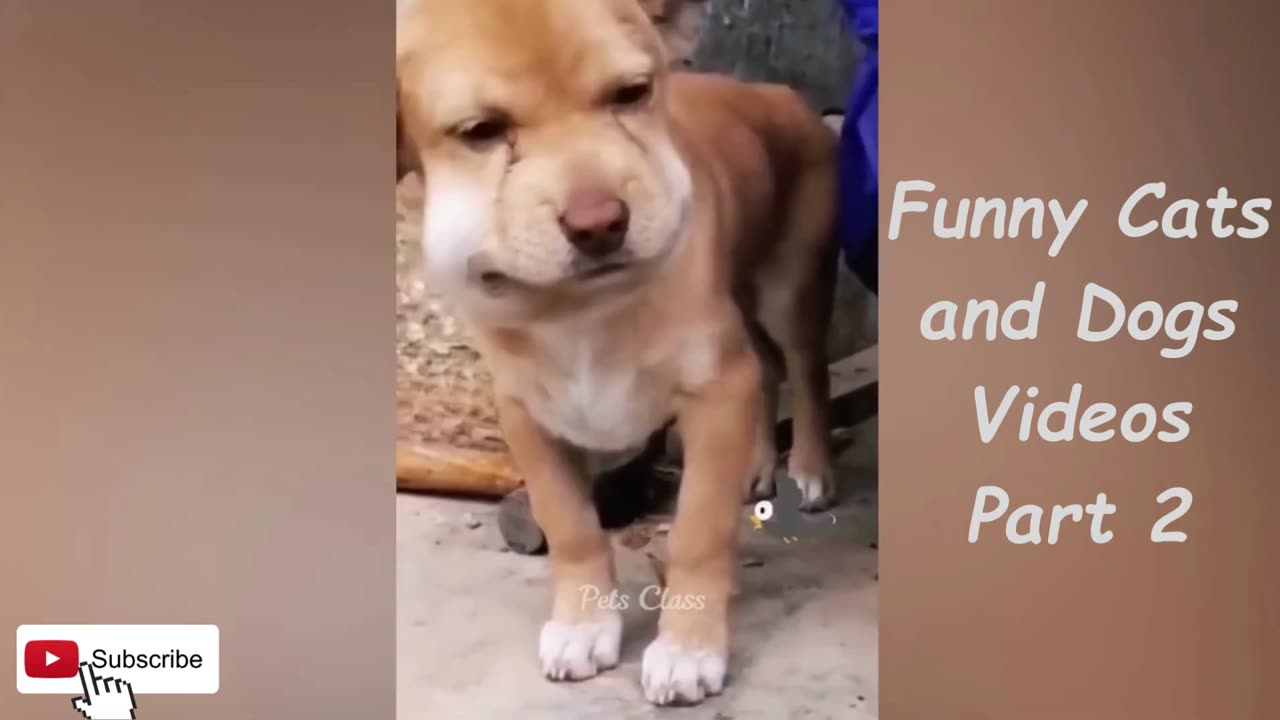Funny Cats and Dogs Videos Part 2