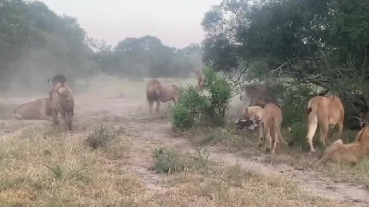 Lion Vs Lion Fighting