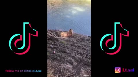 TikTok fails Tik Tok fails