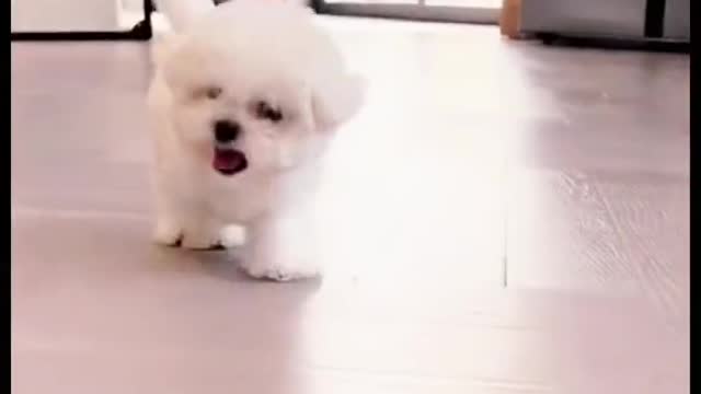 an adorable little puppy