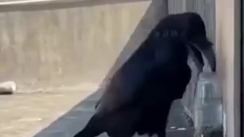 Smart raven gives himself a drink