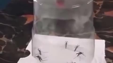 Best trick to killed mosquito 🦟 at home || try to use this tricks at your home 🏡 😂😂🤭