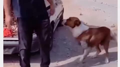 Dog Saying Thank You For Feeding Them