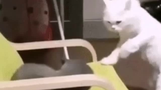 EPIC KITTY FIGHT OF THE YEAR