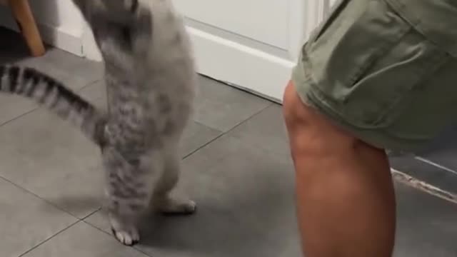 Funny Animals Video #5