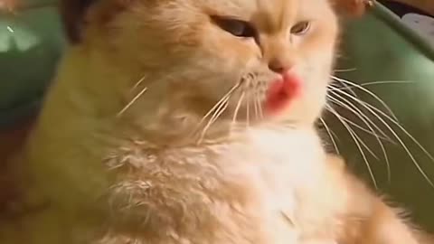 Cute and funny cat video.