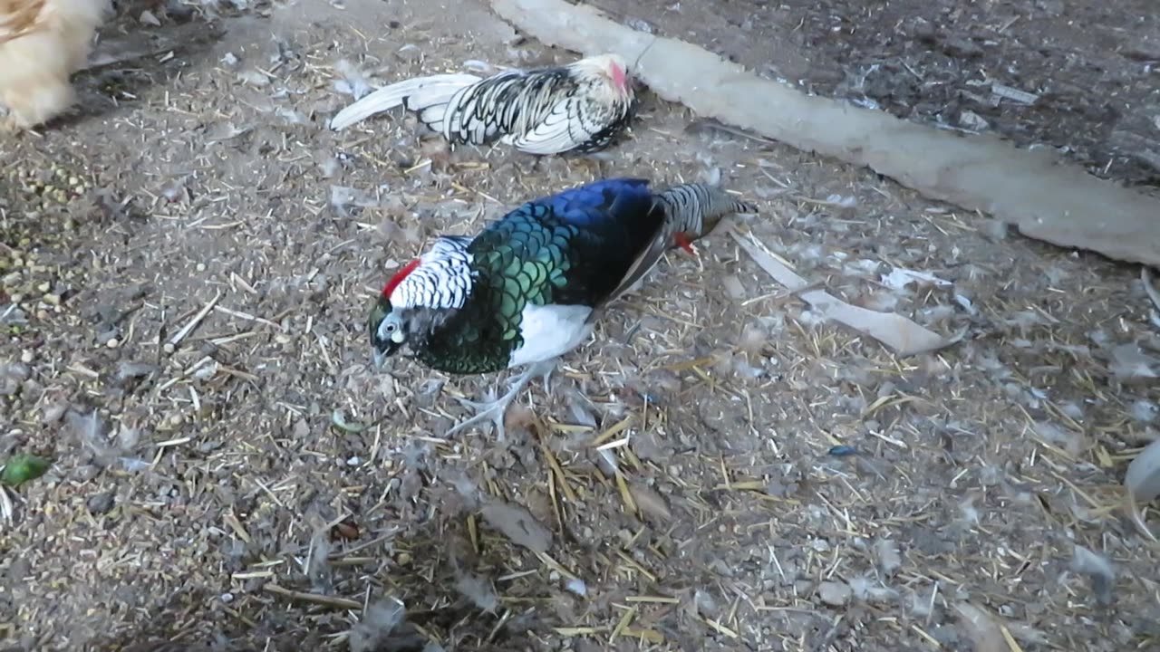 Black cochin - parents and chicks