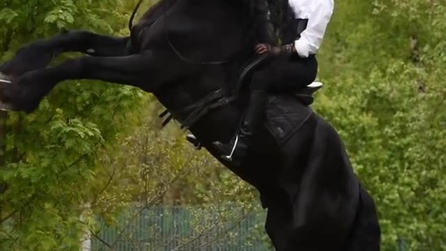 Harmony in Nature With Beautiful Horse