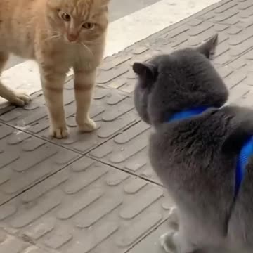 Super funny cats videos compilation .will make you LAUGH EXTREMELY HARD