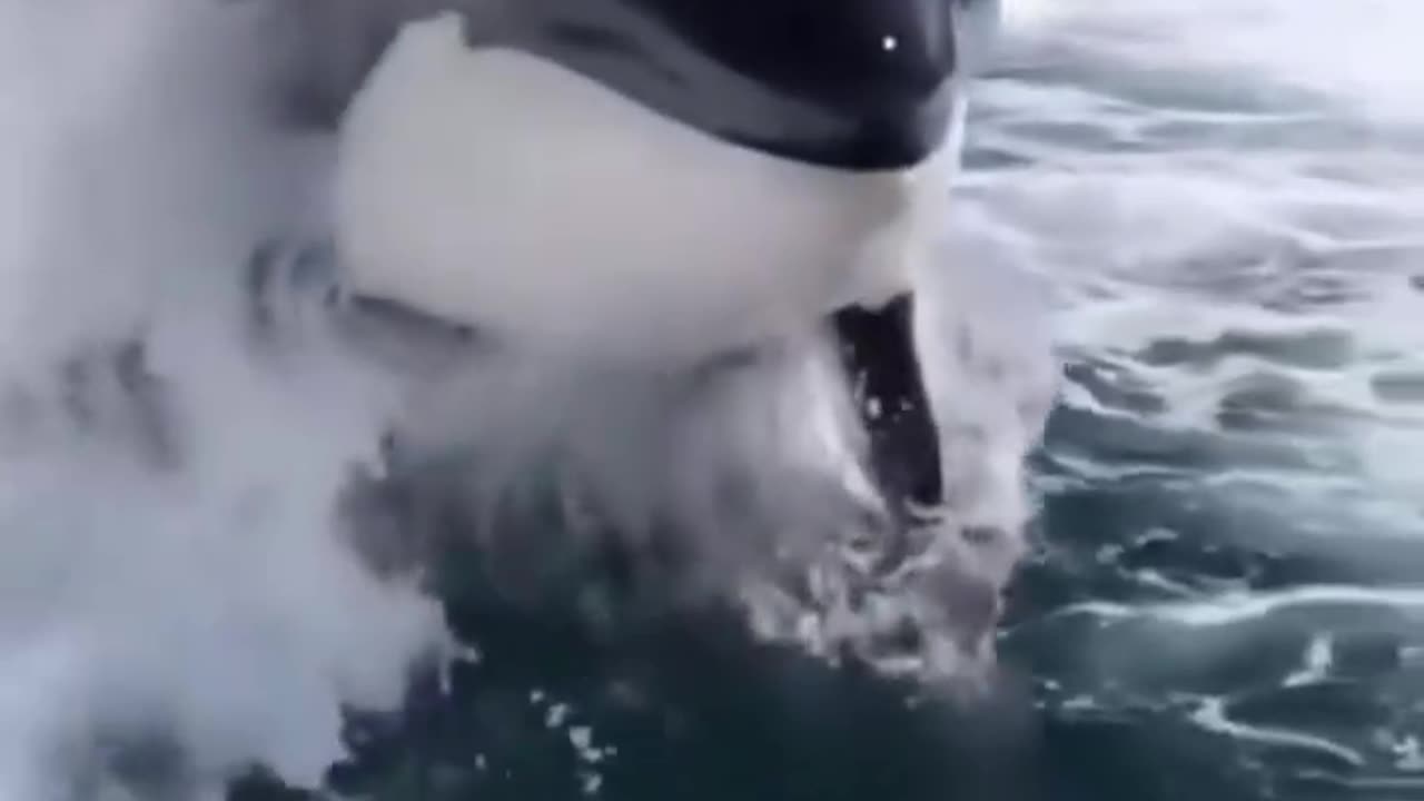 Orca acting like dolpins