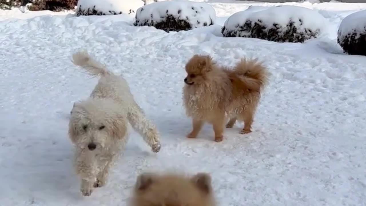 funniest dogs video