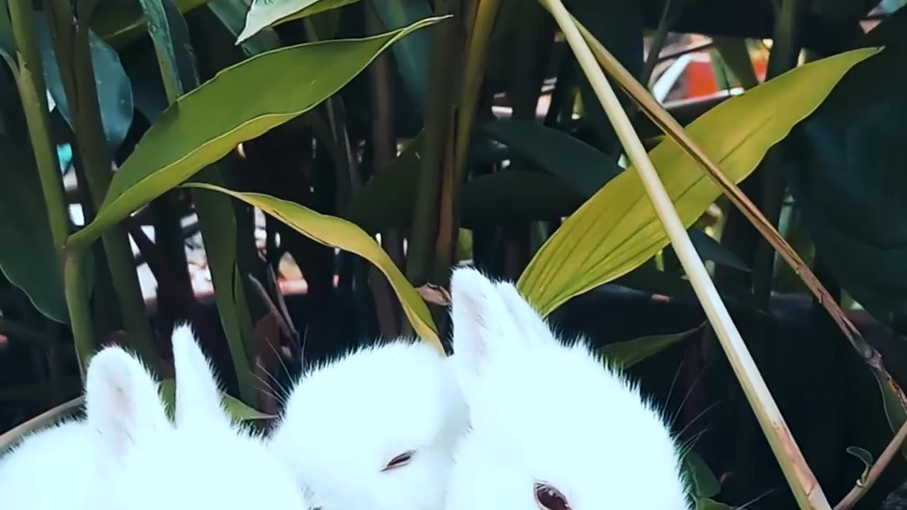 Rabbits