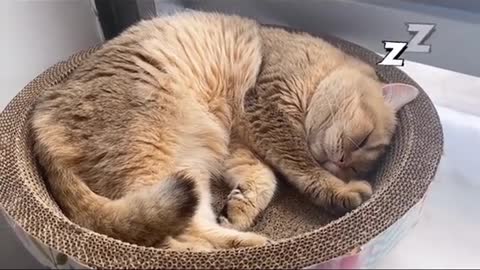 How does your cat sleep?