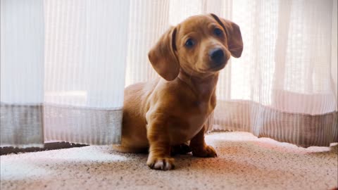 A Dog Fights With His Reflection In The Mirror