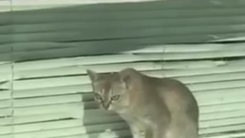BEST FUNNY CAT VIDEO