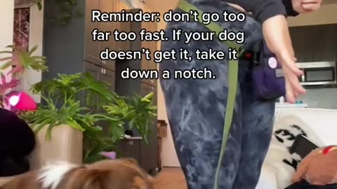 Dogs training