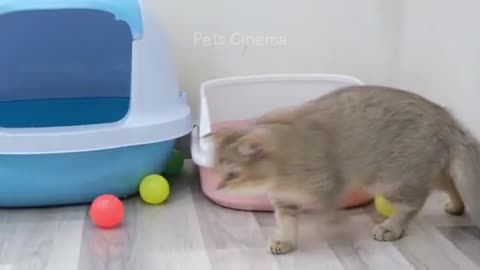 New_Funny_Animals_2023_😄_Funniest_Cats_and_Dogs_😹🐶#tranding #funnyet #funnyanimal